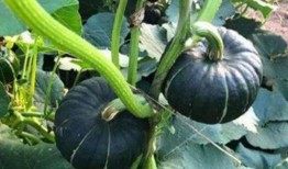 吃茄瓜的网红是谁啊,引发网友热议！